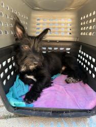 Found/Stray Male Dog last seen Indian Hill Blvd and Arrow Highway, Claremont, CA 91711