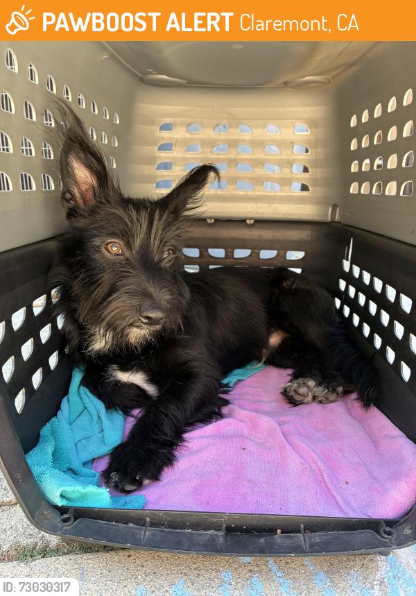 Found/Stray Male Dog last seen Indian Hill Blvd and Arrow Highway, Claremont, CA 91711