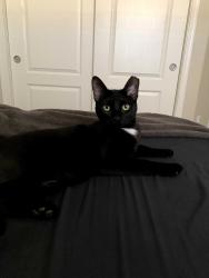 Lost Male Cat last seen Poinciana and Prudence, Tucson, AZ 85730
