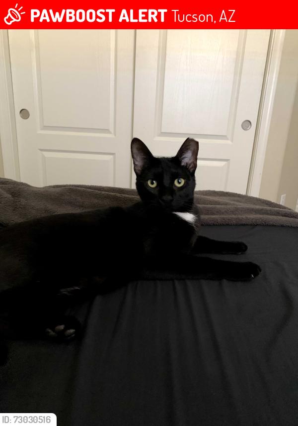 Lost Male Cat last seen Poinciana and Prudence, Tucson, AZ 85730