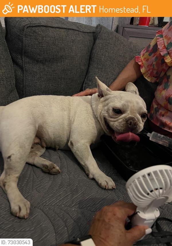 Found/Stray Female Dog last seen Near, Homestead, FL 33030