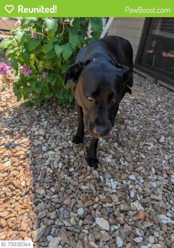 Reunited Female Dog last seen Jungs Station , Saint Charles, MO 63303