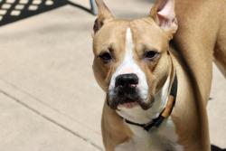 Shelter Stray Male Dog last seen Near Grandview Avenue, STATEN ISLAND, NY, 10303, 3139 Veterans Rd W, Staten Island, NY 10309, USA