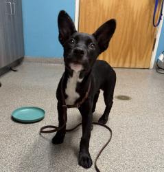Shelter Stray Female Dog last seen Near Oak Knoll Road, Poway, CA, 92064, 5500 Gaines St, San Diego, CA 92110, USA