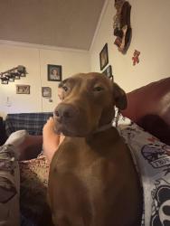 Lost Female Dog last seen Burwell road, Carrollton, GA 30117