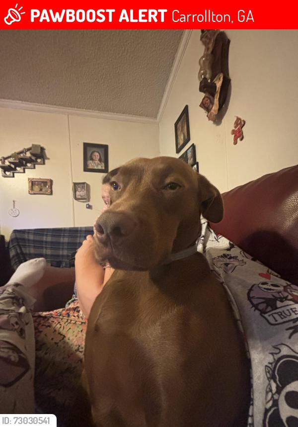 Lost Female Dog last seen Burwell road, Carrollton, GA 30117
