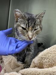 Shelter Stray Female Cat last seen N Mohawk and N Bank st, OR, 1700 W Historic Columbia River Hwy, Troutdale, OR 97060, USA