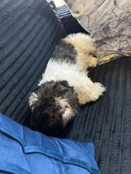 Found/Stray Female Dog last seen A man called to tell me he had my little dog since the Sunday she got lost! He came and brought her back to me. I have Cloe with me now; the only one missing is her mom, Eimy, since Eimy wasn't with her when he found Cloe., Green Bay, WI 54303
