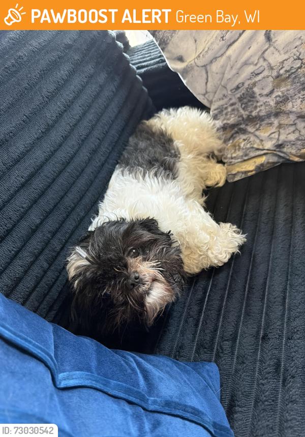 Found/Stray Female Dog last seen A man called to tell me he had my little dog since the Sunday she got lost! He came and brought her back to me. I have Cloe with me now; the only one missing is her mom, Eimy, since Eimy wasn't with her when he found Cloe., Green Bay, WI 54303