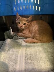 Shelter Stray Unknown Cat last seen Near Lavender Lane, VIRGINIA BEACH, VA, 23462, 341 S Birdneck Rd, Virginia Beach, VA 23451, USA