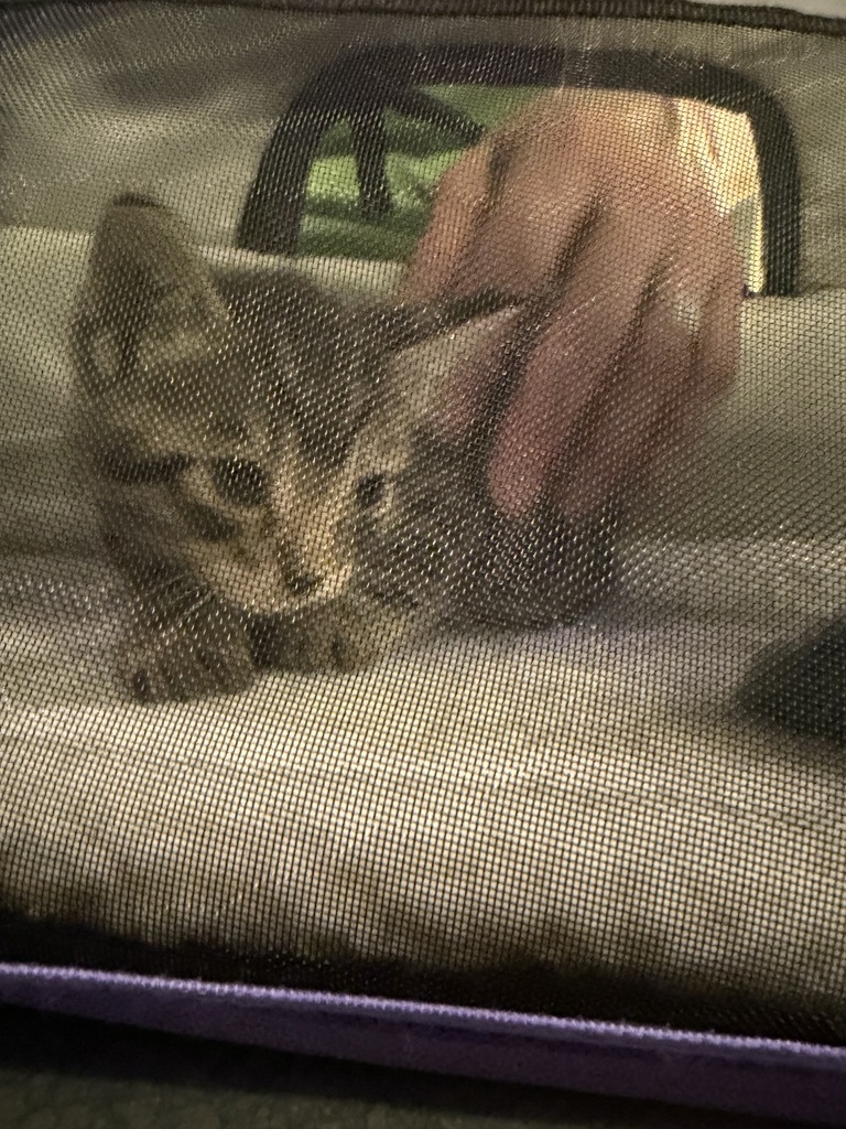 Shelter Stray Unknown Cat last seen Near Lavender Lane, VIRGINIA BEACH, VA, 23462, 341 S Birdneck Rd, Virginia Beach, VA 23451, USA