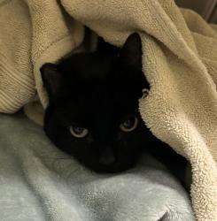 Shelter Stray Female Cat last seen SE 122nd and SE Schiller, OR, 1700 W Historic Columbia River Hwy, Troutdale, OR 97060, USA
