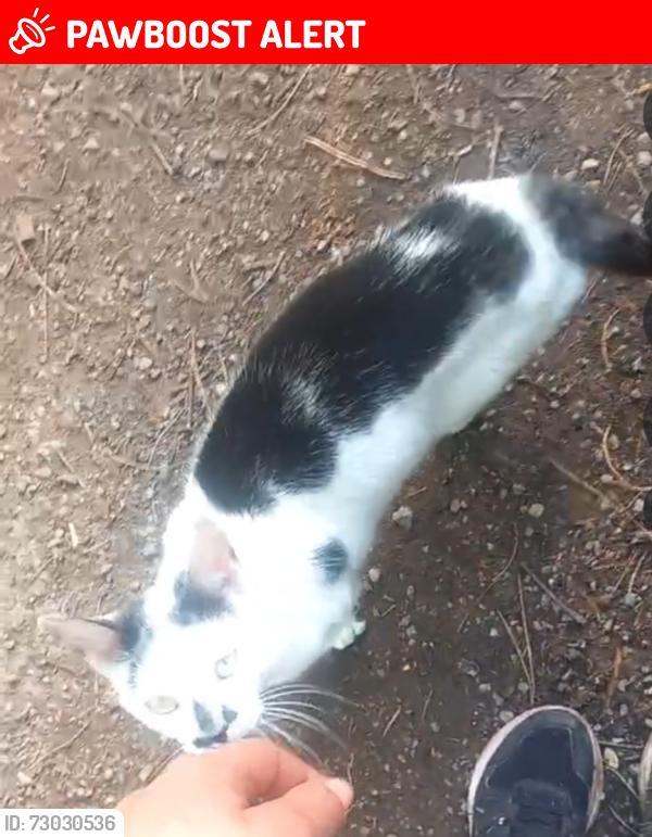 Lost Female Cat last seen Last seen in thick wooded area& lane behind hses backing onto ffordd treforgan, Morganstown, Wales CF15 8LF