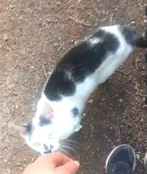 Lost Female Cat last seen Last seen in thick wooded area& lane behind hses backing onto ffordd treforgan, Morganstown, Wales CF15 8LF
