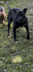 Reunited Male Dog last seen Chippewa and grand, St. Louis, MO 63118