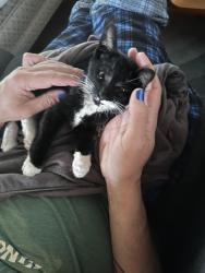 Found/Stray Unknown Cat last seen Near 91 street, Edmonton, AB T5B 4A2
