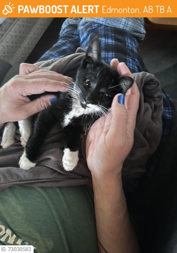Found/Stray Unknown Cat last seen Near 91 street, Edmonton, AB T5B 4A2