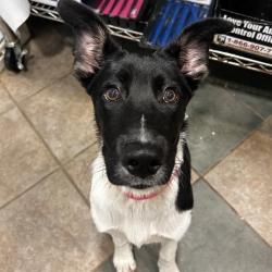 Shelter Stray Female Dog last seen , 4500 N Access Rd, Chattanooga, TN 37415, USA