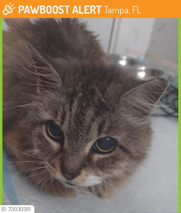 Found/Stray Female Cat last seen Near W Corna and Dale Mabry. Just a little South of District South restaurant., Tampa, FL 33629