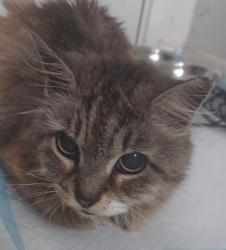 Found/Stray Female Cat last seen Near W Corna and Dale Mabry. Just a little South of District South restaurant., Tampa, FL 33629