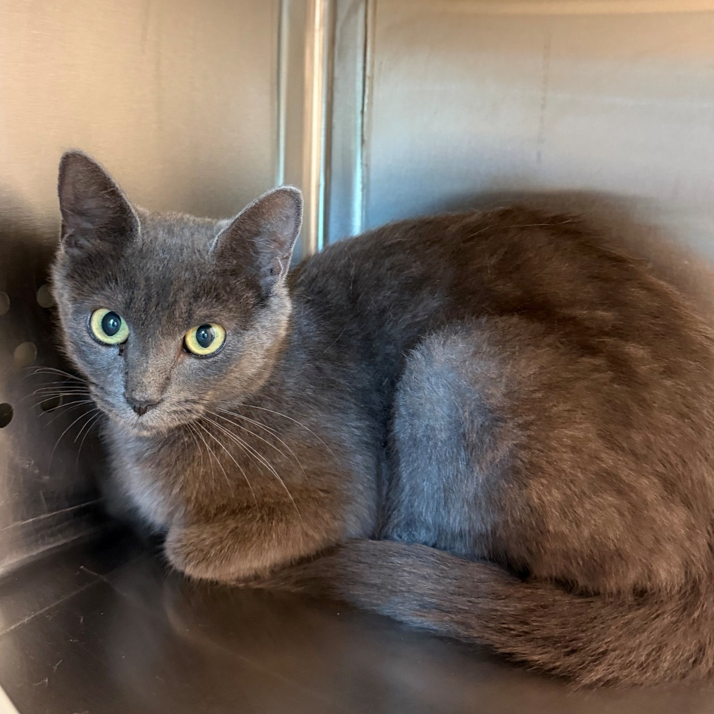 Shelter Stray Female Cat last seen , 3428 S Jenkins Ave, Norman, OK 73072, USA