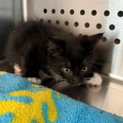 Shelter Stray Female Cat last seen , 3428 S Jenkins Ave, Norman, OK 73072, USA