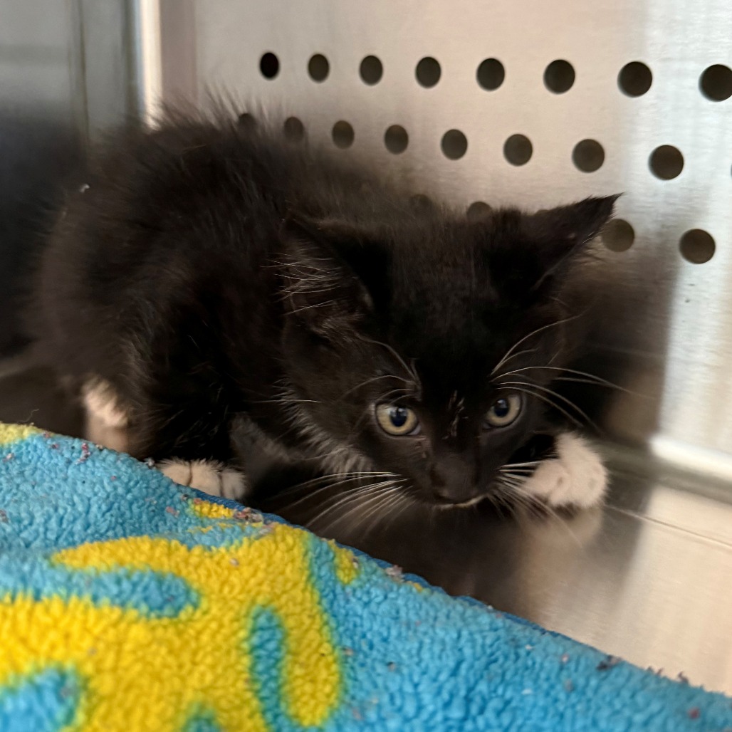 Shelter Stray Female Cat last seen , 3428 S Jenkins Ave, Norman, OK 73072, USA