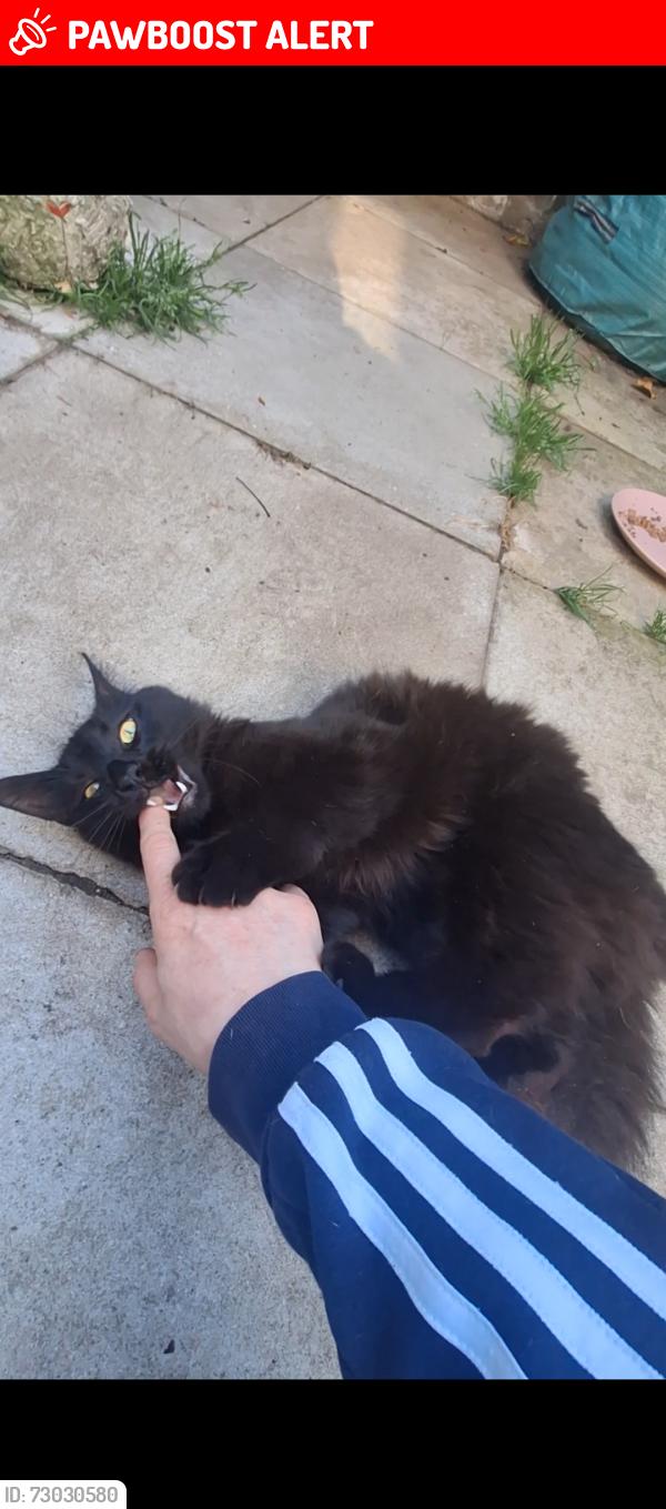 Lost Male Cat last seen Northborough, Greater London, England SW16