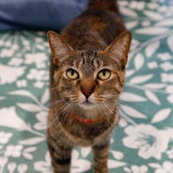 Shelter Stray Female Cat last seen , 3607 N Armenia Ave, Tampa, FL 33607, USA
