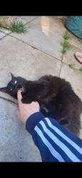 Lost Male Cat last seen Northborough, Greater London, England SW16