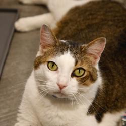 Shelter Stray Male Cat last seen , 3607 N Armenia Ave, Tampa, FL 33607, USA