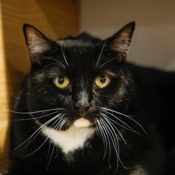 Shelter Stray Male Cat last seen , 3607 N Armenia Ave, Tampa, FL 33607, USA