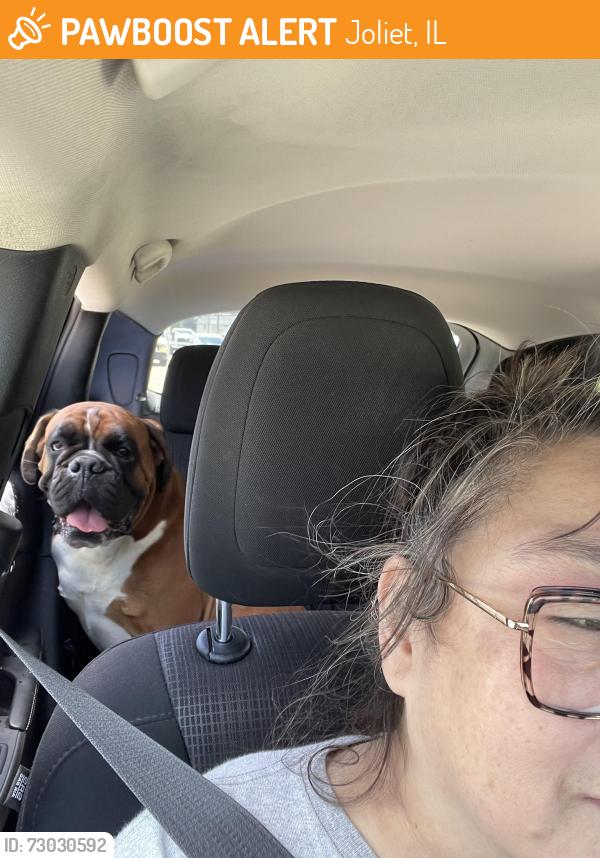 Found/Stray Male Dog last seen Route 59 and Goodhue Ln, Joliet, IL 60586