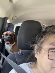 Found/Stray Male Dog last seen Route 59 and Goodhue Ln, Joliet, IL 60586