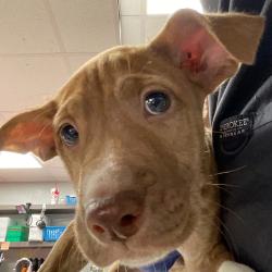 Shelter Stray Male Dog last seen , 3607 N Armenia Ave, Tampa, FL 33607, USA