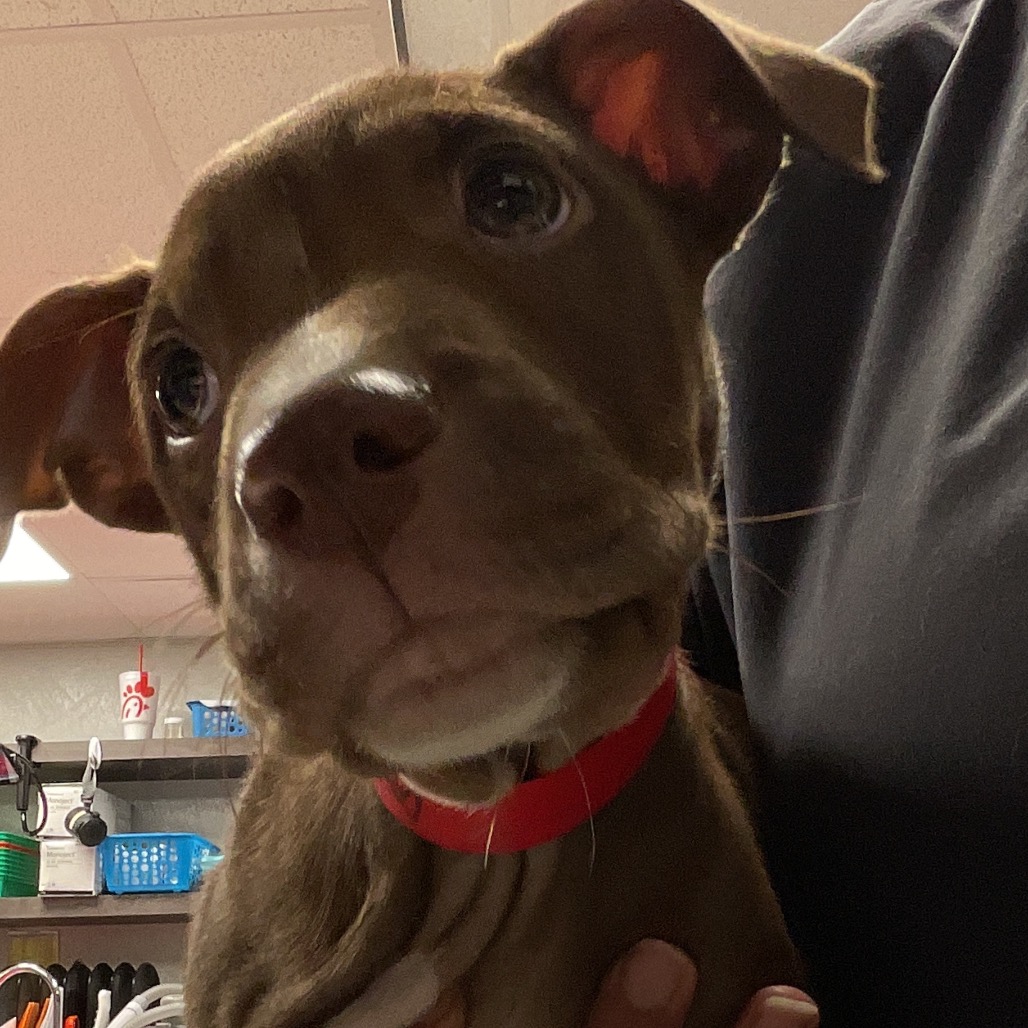 Shelter Stray Female Dog last seen , 3607 N Armenia Ave, Tampa, FL 33607, USA