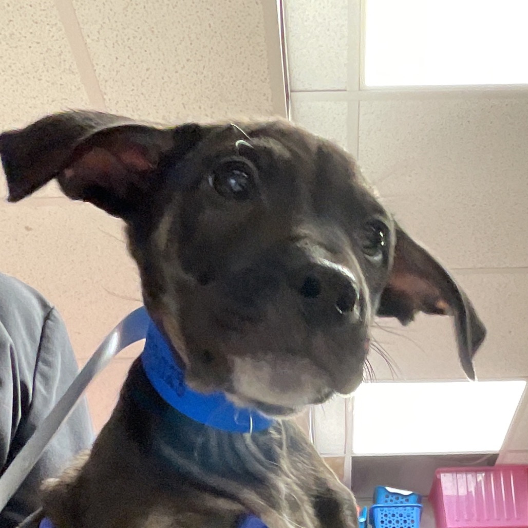 Shelter Stray Male Dog last seen , 3607 N Armenia Ave, Tampa, FL 33607, USA