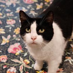 Shelter Stray Male Cat last seen , 3607 N Armenia Ave, Tampa, FL 33607, USA