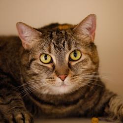 Shelter Stray Female Cat last seen , 3607 N Armenia Ave, Tampa, FL 33607, USA