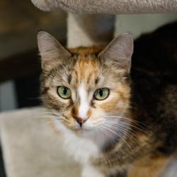 Shelter Stray Female Cat last seen , 3607 N Armenia Ave, Tampa, FL 33607, USA