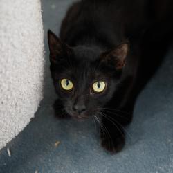Shelter Stray Female Cat last seen , 3607 N Armenia Ave, Tampa, FL 33607, USA