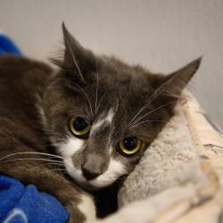 Shelter Stray Female Cat last seen , 3607 N Armenia Ave, Tampa, FL 33607, USA