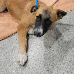 Shelter Stray Female Dog last seen , 3607 N Armenia Ave, Tampa, FL 33607, USA