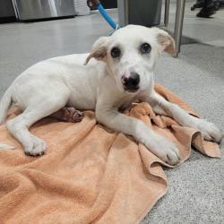 Shelter Stray Male Dog last seen , 3607 N Armenia Ave, Tampa, FL 33607, USA