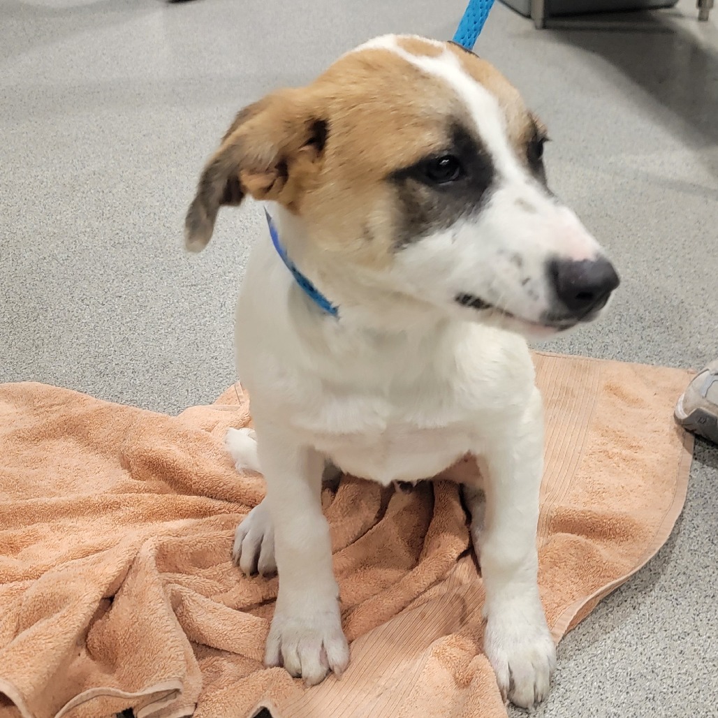 Shelter Stray Male Dog last seen , 3607 N Armenia Ave, Tampa, FL 33607, USA