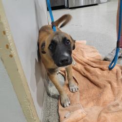 Shelter Stray Female Dog last seen , 3607 N Armenia Ave, Tampa, FL 33607, USA