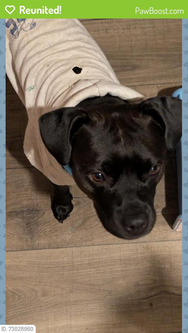 Reunited Male Dog last seen Briarwood , Gaston County, NC 28120