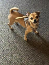 Lost Female Dog last seen Tweety , South Gate, CA 90280