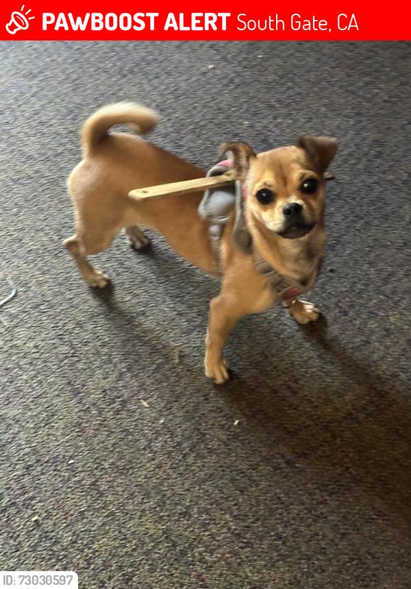 Lost Female Dog last seen Tweety , South Gate, CA 90280