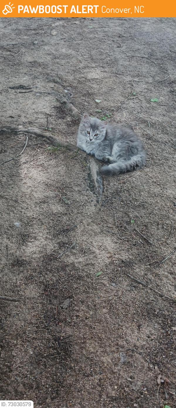 Found/Stray Unknown Cat last seen Lake Hickory Campground, Conover, NC 28613